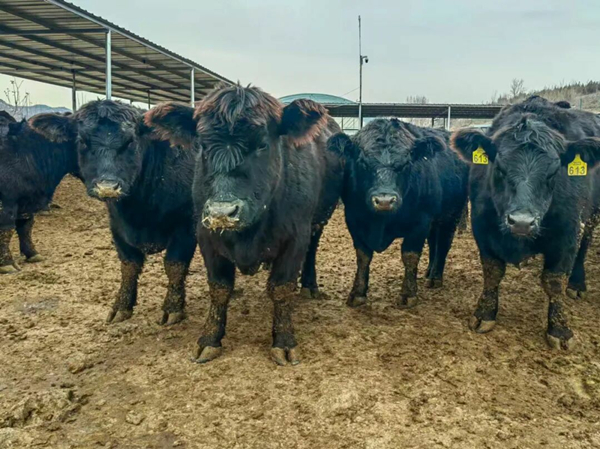 1768482775831282.jpeg 444_副本.jpg