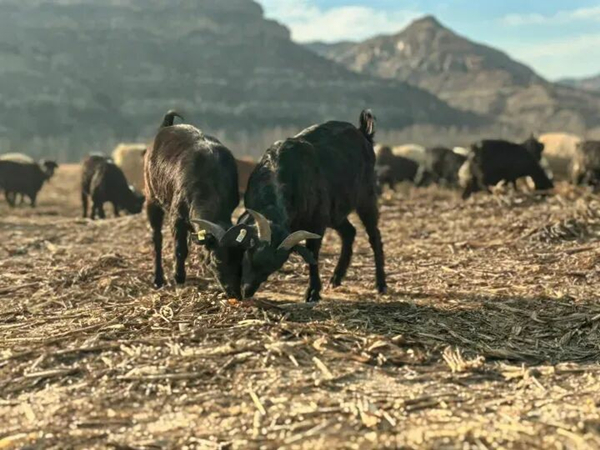 1768482789930462.jpeg 555_副本.jpg